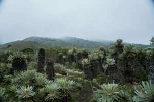 Frailejon plants in a misty, mountainous landscape in Villapinzón, Colombia.