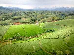 Aerial view of vast, verdant tea plantations across rolling hills under a cloudy sky.